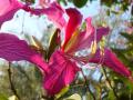 Bauhinia blakeana flower