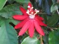 red passiflora