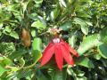 Passiflora red