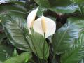 Spathiphyllum, Voile blanche