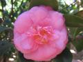 pink Camellia flower