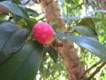 pink Camellia bud