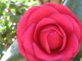 red Camellia