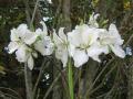 Bauhinia alba - white orchid tree
