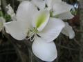 orchid tree white flower