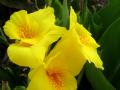 yellow Canna