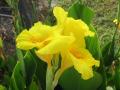 yellow Canna Lily