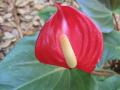 wallpaper Exotic Flowers Wallpaper 1024x768
