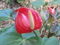 wallpaper Exotic Flowers Wallpaper 1024x768