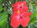 Flores bellísimas de Florida