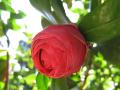 wallpaper Exotic Flowers Wallpaper 1024x768