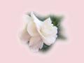 wallpaper Exotic Flowers Wallpaper 1024x768