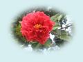 wallpaper Exotic Flowers Wallpaper 1024x768