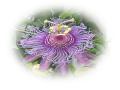wallpaper Exotic Flowers Wallpaper 1024x768