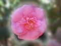 wallpaper Exotic Flowers Wallpaper 1024x768