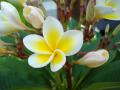 бяло-жёлтые цветы Плюмерии