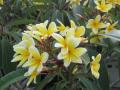 Frangipani, Plumeria, Temple flower