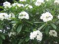 Frangipani, Plumeria, Temple flower