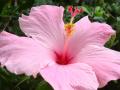 beautiful hibiscus flower