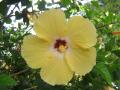 une fleur d'hibiscus jaune