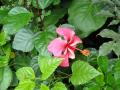 hibiscus flower pink-red-white