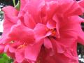 розовый махровый цветок