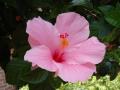 une fleur d'hibiscus rose