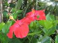 couple red flowers hibiscus