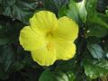 hibiscus - lemon yellow flower