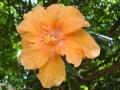 une fleur d'hibiscus orangé