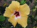 hibiscus jaune
