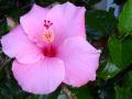 крупный розовый цветок