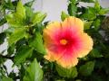 hibiscus flower - sunset colors