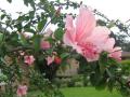 hibiscus à fleurs roses