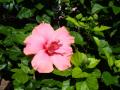hibiscus flower apricot color