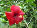 une fleur tropical rouge