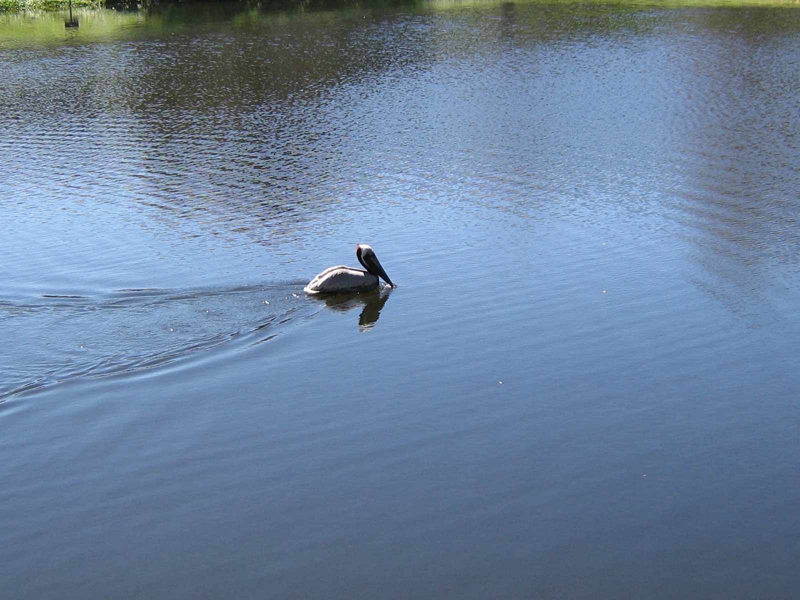 Wallpaper Lake View - Pelican 1600x1200