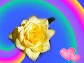 Fond d'ecran d'amour rose jaune