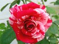 Романтична роза