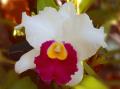 Катлея Орхидея