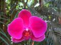 Красива Орхидея