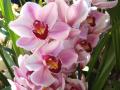 Розови Орхидеи