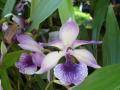 Виолетова Орхидея