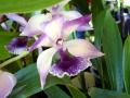 Екзотична Орхидеия