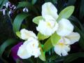 Бели Орхидеи