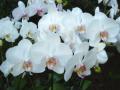 Бели Орхидеи