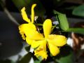 Жёлтая Орхидея