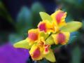 Яркоцветна Орхидея