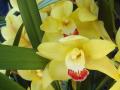 Жълти Орхидеи
