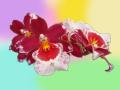 Fondo Orquídea exótica - Cambria